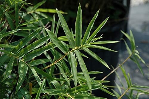 Fern Leaf Bamboo - Live Plants - Bambusa Multiplex - 6 Inch Pot - Non-invasive Clumping Privacy Hedge