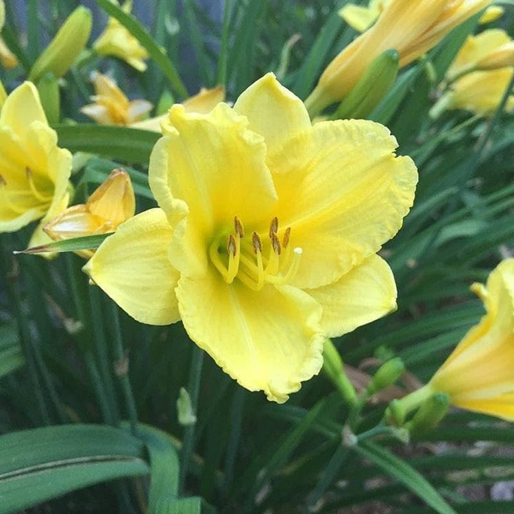 Daylily Happy Returns I Live 3 Inch Pots I Hemerocallis | Yellow Flowers | Perennial Garden Star, Easy-to-Grow for Continuous Floral Display (30 Plants)