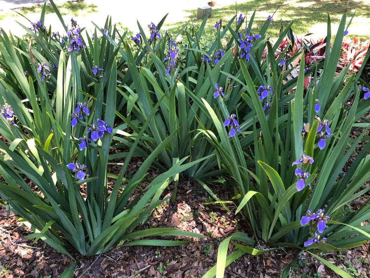 Walking Iris Regina | Live Plants | Giant Apostle Plant | Exotic Fragrant