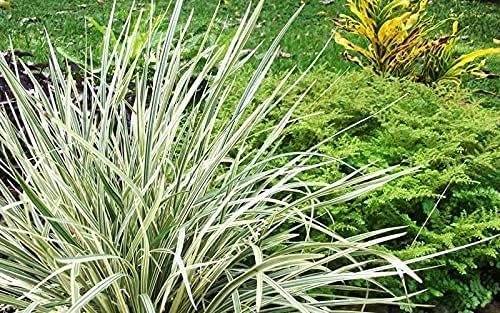 Aztec Grass | Live Quart Size Plants | Variegated Liriope