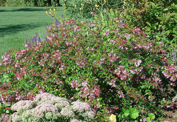 Abelia Grandiflora Edward Goucher | Large Gallon Size Plants