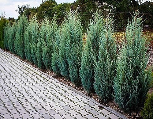 Moonglow Juniper | Live Gallon Size Trees | Juniperus Scopulorum | Hardy