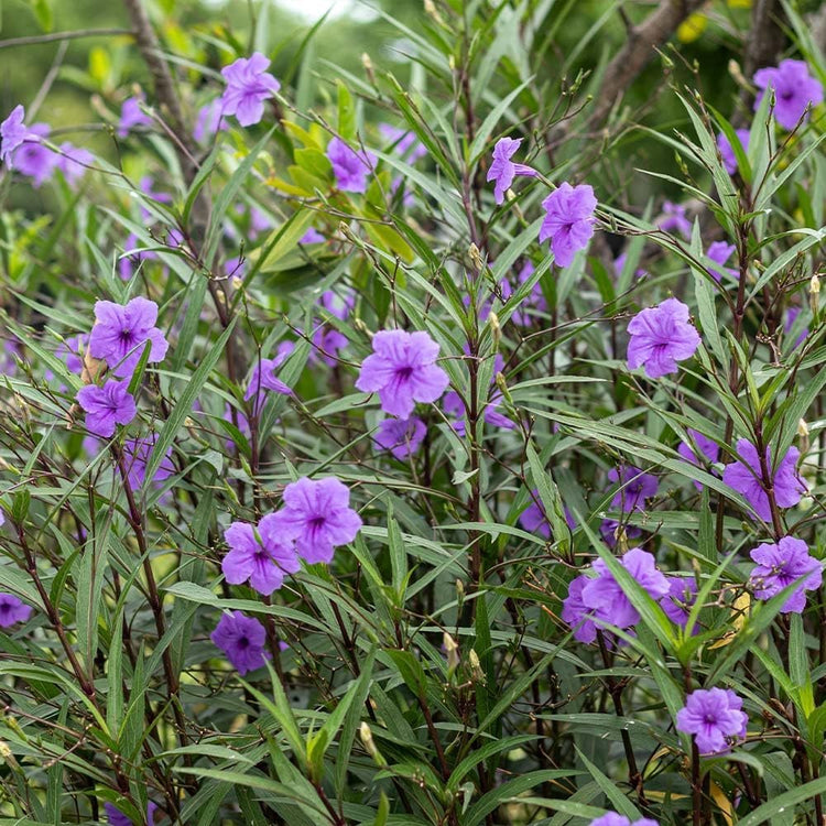 Mexican Petunia Purple I Large Gallon Size Plants I Ruellia Brittoniana | Live Vibrant Purple Flowers, Drought and Heat Tolerant, Ideal for Garden Borders and Container Planting (3 Plants)