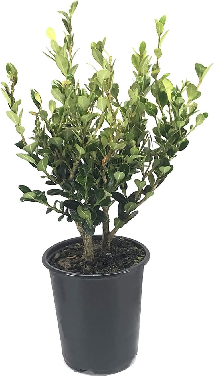 Winter Gem Boxwood | Quart Size Plants | Buxus Microphylla Japonica | Fast Growing Cold Hardy Formal Evergreen Shrub