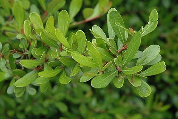 Viburnum Mrs. Schiller's Delight I Large Gallon Size Plants | Live Plants I Dwarf Obovatum I Evergreen Shrub with Fragrant White Blooms, Ideal for Hedges, Borders