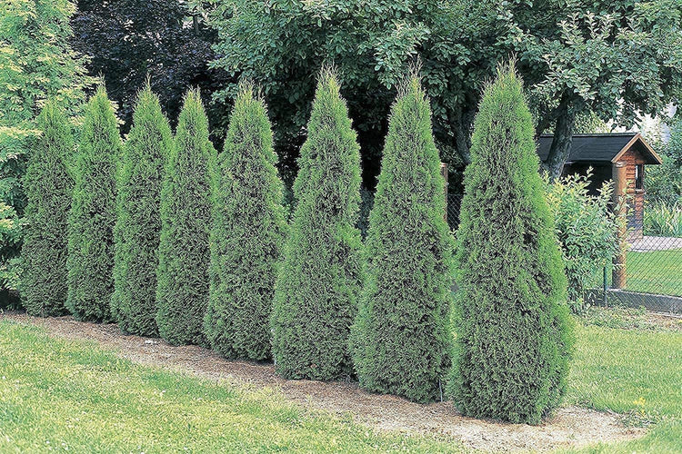 Arborvitae Emerald Green | Live Gallon Size Trees | Thuja Occidentalis Smaragd | Evergreen Privacy Screening Hedge Plants