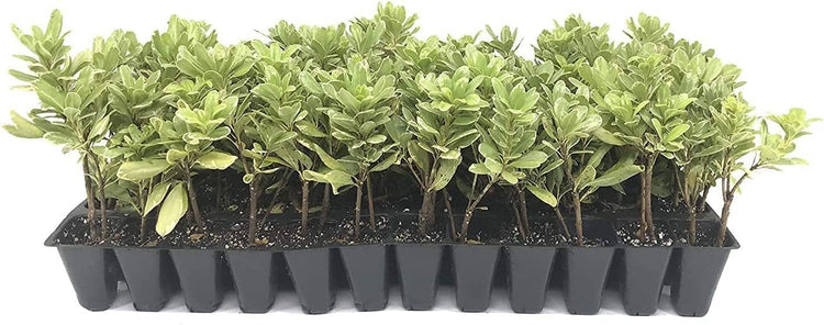 Variegated Pittosporum | Live Plants | Pittosporum Tobria Variegatum | Evergreen Border Accent Hedge Shrub