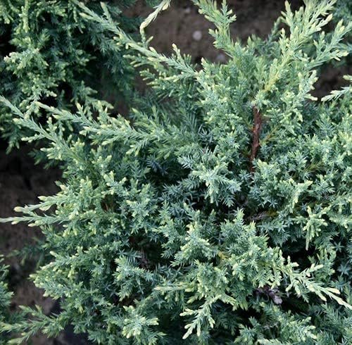 Juniper Nicks Compacta - Live Gallon Size Plant - Juniperus Chinensis - Drought Tolerant Cold Hardy Evergreen Groundcover