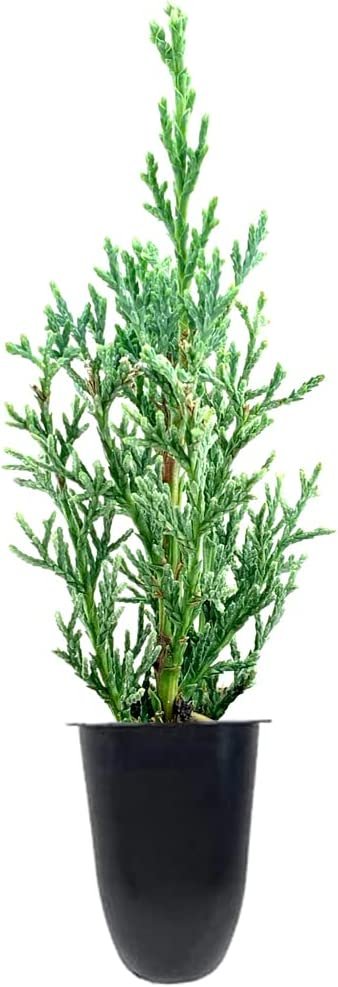 Italian Cypress Tree | Live Seedlings | Cupressus Sempervirens | Formal Elegant Mediterranean Style Plants