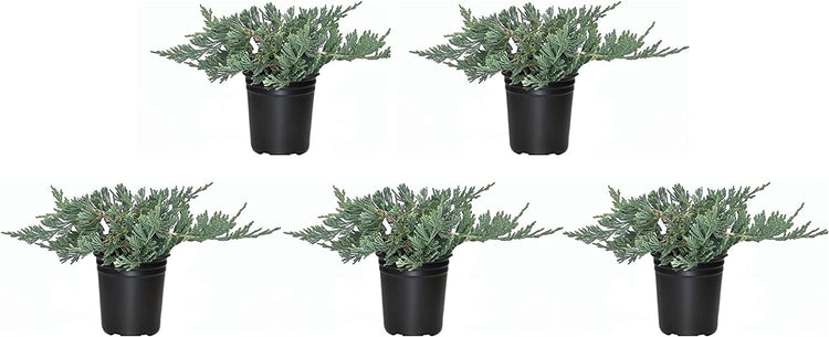 Blue Rug Juniper - Live 4 Inch Plants - Juniperus Horizontalis 'Wiltonii' - Drought Tolerant Cold Hardy Evergreen