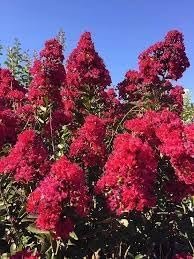 Crape Myrtle Double Feature I Extra Large 3 Gallon Plant I Red Flowering Dual Display of Red Blooms & Burgundy Foliage, Drought-Tolerant Live Tree