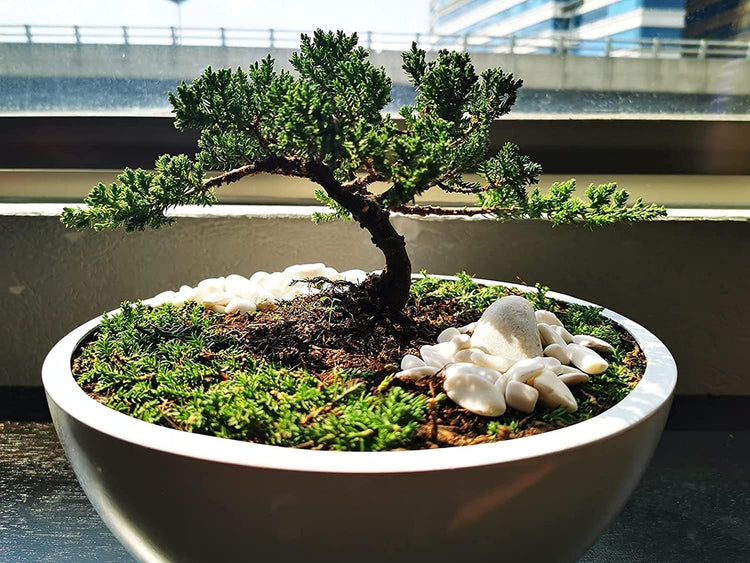 Shimpaku Juniper | Large Gallon Size Trees | Pre-Bonsai Juniperus Chinensis