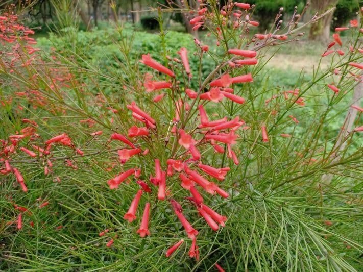 Firecracker Plant I Large Gallon Size Plants I Russelia Equisetiformis I Vibrant Red Tubular Flowers, Hummingbird Attracting, Heat-Tolerant, Perfect for Borders and Containers (1 Plant)