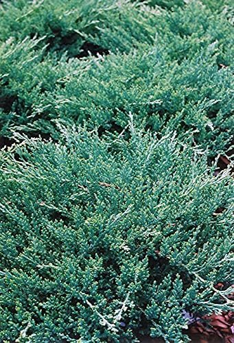 Green Sargent Juniper - Live Gallon Size Plants - Juniperus Chinensis - Drought Tolerant Cold Hardy Evergreen Groundcover