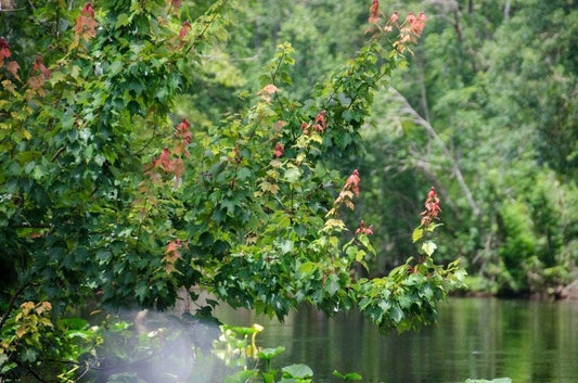 Red Maple Tree | Live Trees | Acer rubrum | Native American Beauty Fast-Growing Shade Tree | Fall Foliage Wildlife-Friendly Habitat