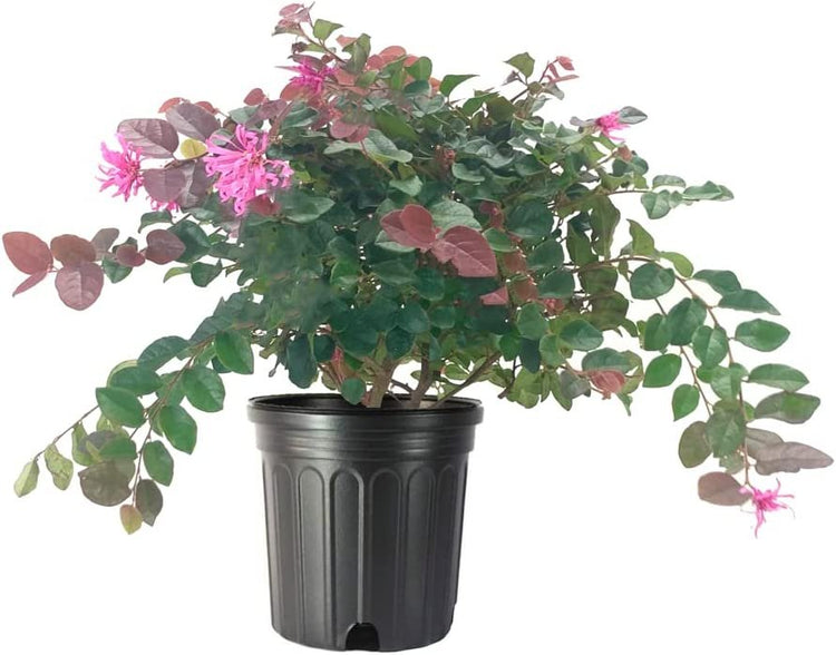 Loropetalum Ruby | Large Gallon Size Plants | Chinese Fringe Flower | Evergreen Flowering Shrub