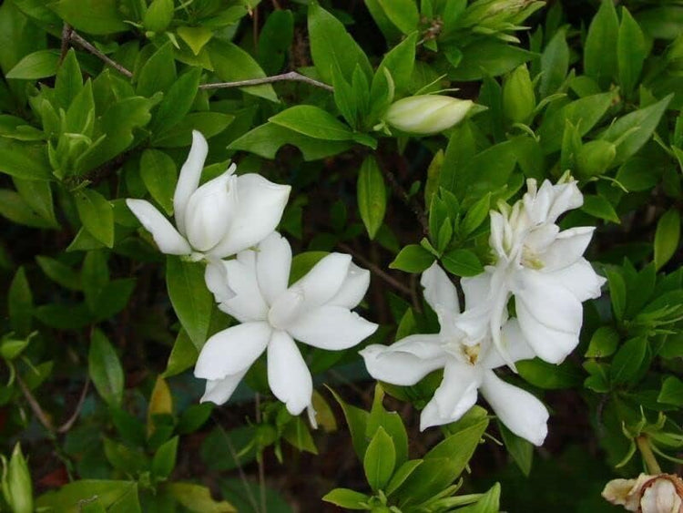 Gardenia Radicans Dwarf | Live Plants | Fragrant Blooming Shrub | Gardenia Jasminoides Cape Jasmine