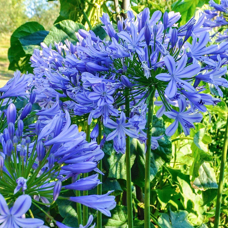 Agapanthus Africanus Lily of The Nile | Large Gallon Size Plants