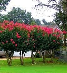 Crape Myrtle Arapaho I Extra Large 3 Gallon Plants | Light Pink Flowering Vibrant Red Summer Blooms, Drought-Tolerant Live Plant, Ornamental Tree for Gardens & Landscapes (3 Plants)