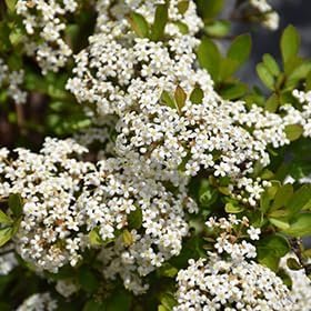 Viburnum Mrs. Schiller's Delight I Live Plants I Dwarf Obovatum I Evergreen Shrub with Fragrant White Blooms, Ideal for Hedges, Borders, and Ornamental Landscaping (40 Plants)