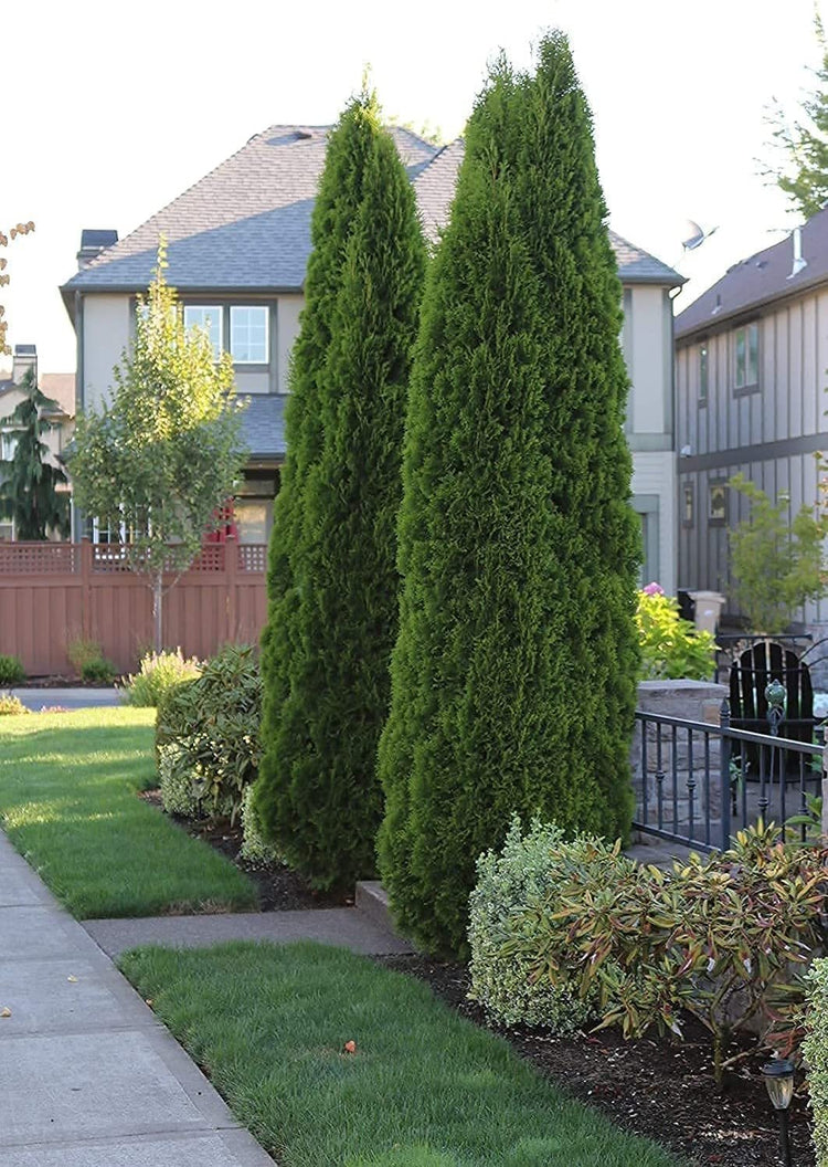 Arborvitae Emerald Green | Live Gallon Size Trees | Thuja Occidentalis Smaragd | Evergreen Privacy Screening Hedge Plants