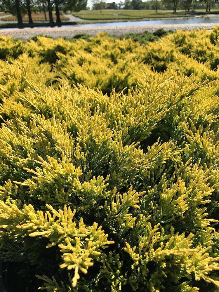 Lime Glow Juniper | Live Gallon Size Plants | Juniperus Horizontalis | Cold Hardy Drought Tolerant Evergreen Groundcover