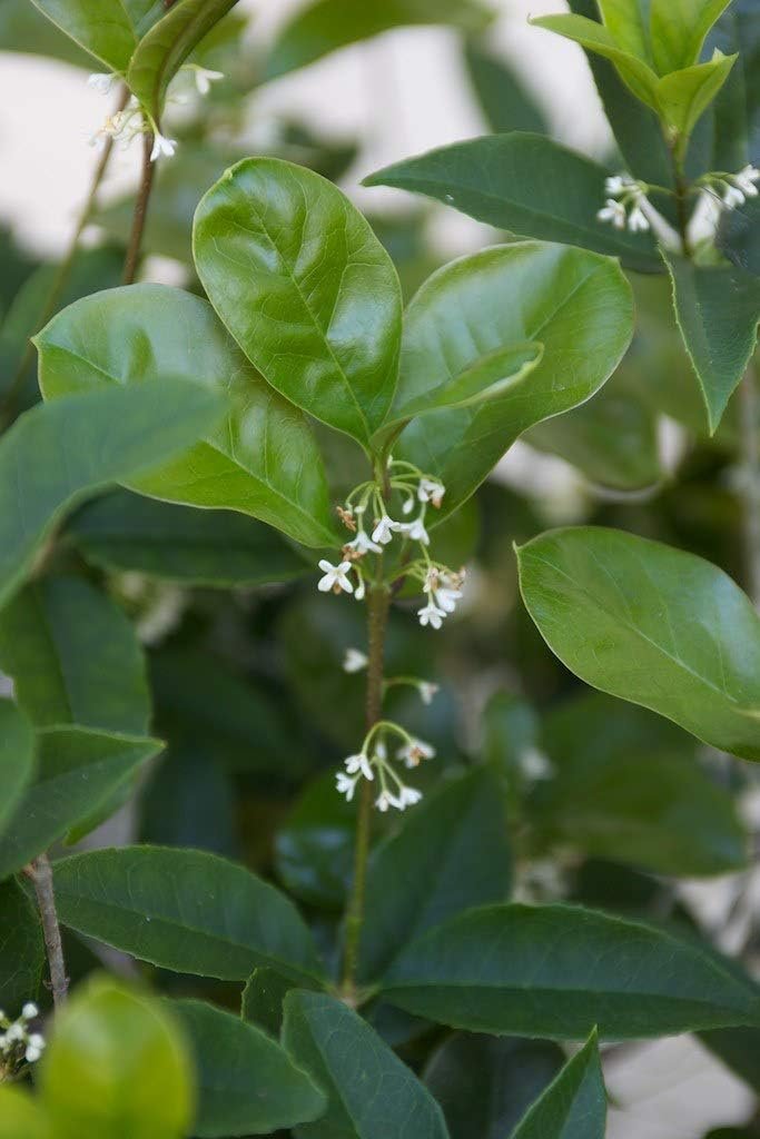 Fragrant Tea Olive Shrub - Live Plants - Osmanthus Fragrans