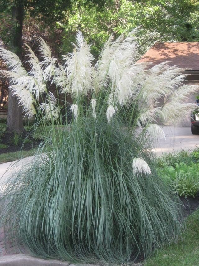 Pampas Grass Blue Bayou | Live Plants | Cortaderia Selloana | Dwarf Low Maintenance Drought Tolerant Ornamental Grass