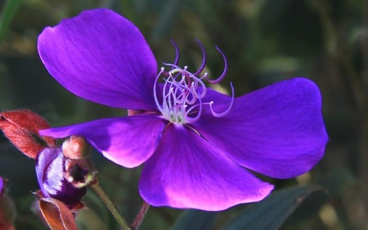 Tibouchina Dwarf Princess Flower I Live Plants I Lepidotal Compact Size, Eye-Catching Purple Blooms, Heat-Tolerant, Ideal for Small Gardens and Containers