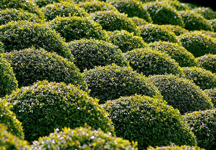 Winter Gem Boxwood | Quart Size Plants | Buxus Microphylla Japonica | Fast Growing Cold Hardy Formal Evergreen Shrub