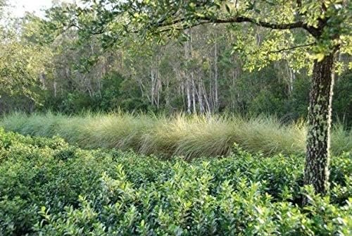 Sand Cord Grass | Live Plants | Spartina Bakeri | Drought Tolerant Low Maintenance Marsh Grass