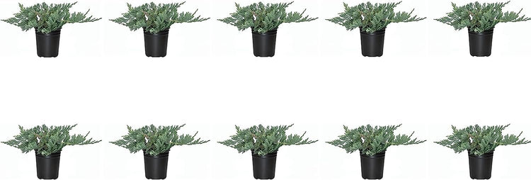 Blue Rug Juniper - Live 4 Inch Plants - Juniperus Horizontalis 'Wiltonii' - Drought Tolerant Cold Hardy Evergreen