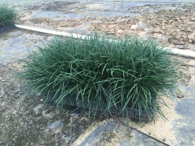 Mondo Grass I Large Gallon Size Plants I Ophiopogon Japonicus I Live Dense, Evergreen Ground Cover Plant, Ideal for Edging, Borders, and Ornamental Landscaping, Easy to Care (1 Plant)