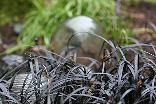 Black Mondo Grass Plugs - Ophiopogon Japonicus Nigrescens - Live Plants - Excellent Shade Loving Ground Cover