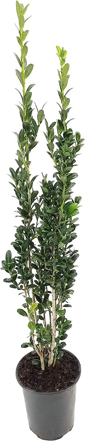 Sky Pencil Japanese Holly | Live Quart Size Plants | Ilex Crenata