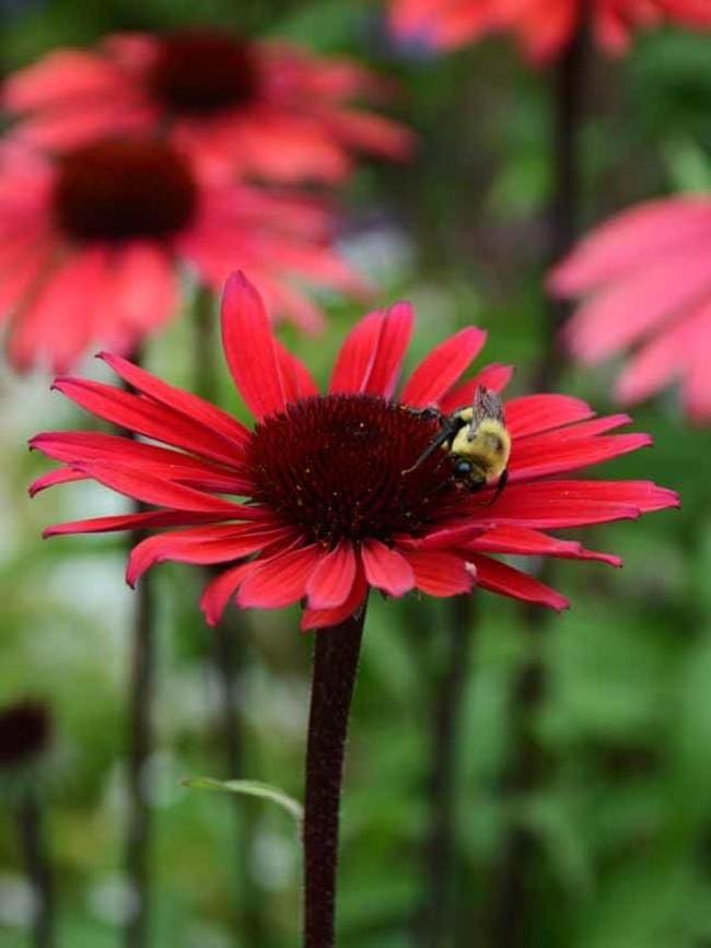 Echinacea 'Solar Flare' | Live Plants I Coneflower Striking Orange Bloom Perennial I Low-Maintenance I Ideal for Sunset Gardens (20 Plants)