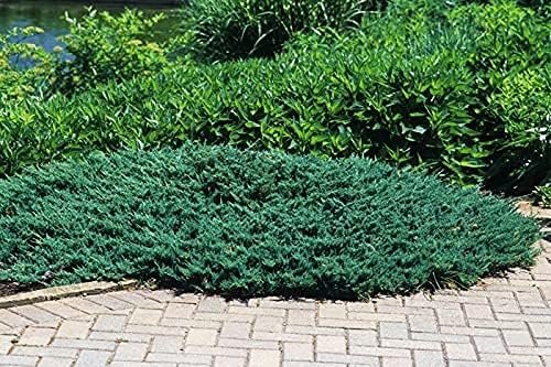 Juniper Blue Chip | Live Gallon Size Plants | Juniperus Horizontalis