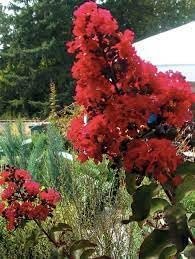 Crape Myrtle Arapaho I Extra Large 3 Gallon Plants | Light Pink Flowering Vibrant Red Summer Blooms, Drought-Tolerant Live Plant, Ornamental Tree for Gardens & Landscapes (3 Plants)