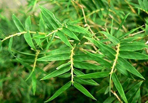 Fern Leaf Bamboo - Live Plants - Bambusa Multiplex - 6 Inch Pot - Non-invasive Clumping Privacy Hedge