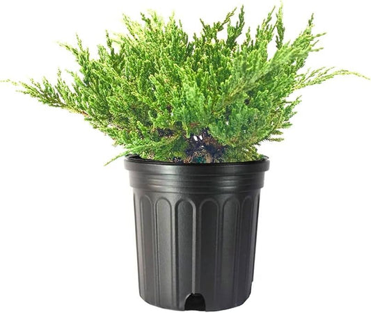 Green Sargent Juniper - Live Gallon Size Plants - Juniperus Chinensis - Drought Tolerant Cold Hardy Evergreen Groundcover