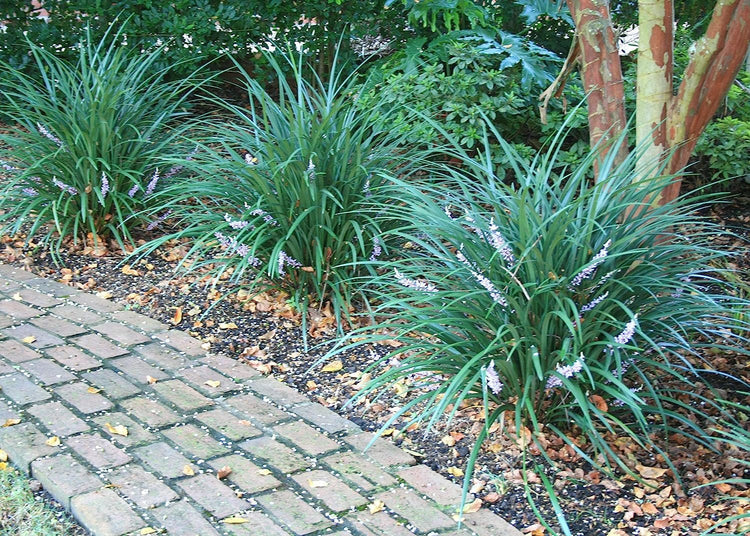 Evergreen Giant Liriope Muscari - Live Plants - Drought Tolerant Low Maintenance Evergreen Groundcover Grass