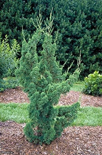 Robusta Green Juniper | Live Gallon Size Trees | Juniperus Chinensis | Drought Tolerant Cold Hardy Evergreen Screening Plant