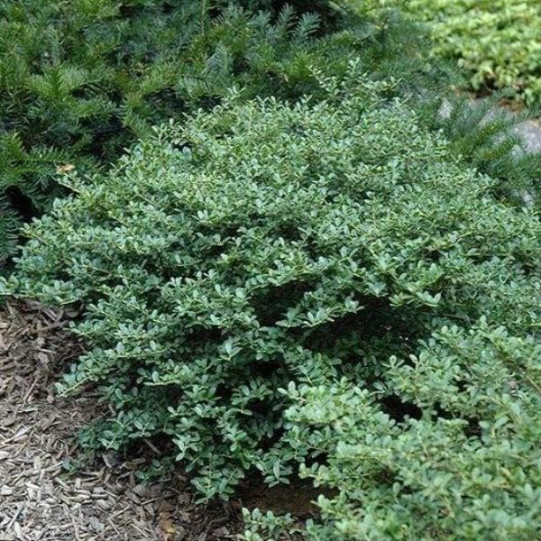 Helleri Holly Shrub | Live Plants I Ilex Cornutal | Compact Evergreen Ideal for Low Borders, Formal Gardens and Ornamental Plantings, Dense, Small Leaves for Refined Look (20 Plants)