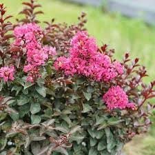 Crape Myrtle Pink Velour | Extra Large 3 Gallon Plants | Lush Magenta-Pink Blooms, Live Plant, Elegant Ornamental Shrub for Distinctive Garden Accents