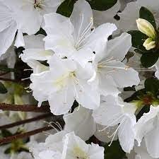 Azalea GG Gerbing | Extra Large 3 Gallon Plants | Lush & Radiant White Blooms, Premium Quality, Hardy & Versatile, Ideal for Indoor/Outdoor Planting & Decor