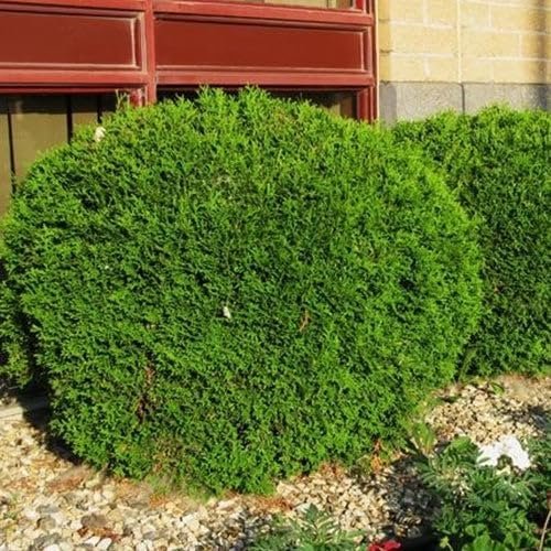 Arborvitae Little Giant | Extra Large 3 Gallon Plants | Compact & Dense Evergreen, Ideal for Small Spaces, Borders & Landscape Accents, Hardy, Low-Maintenance & Resilient Outdoor Plant (1 Plant)