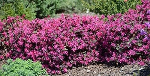 Loropetalum Plum Delight | Large Gallon Size Plants | Chinese Fringe Flower | Evergreen Flowering Shrub