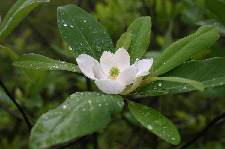 Sweet Bay Magnolia Tree | Live Plants | Magnolia Virginiana | Beautiful Ornamental Specimen