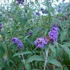 Buddleia Nanho Blue | Extra Large 3 Gallon Plants | Fragrant & Compact Butterfly Bush, Ideal for Vibrant Landscapes, Attractive Borders & Butterfly Gardens, Drought Tolerant (3 Plants)