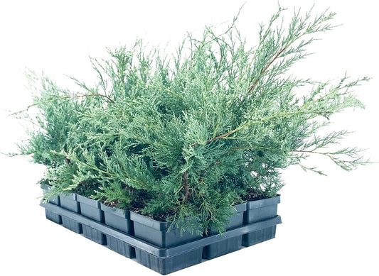 Juniper Angelica Blue - Live 4 Inch Pot - Juniperus Chinensis - Drought Tolerant Cold Hardy Evergreen Plants